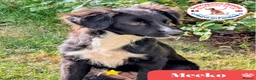 Mixed Breed dogs for adoption: Meeko - Advert 1
