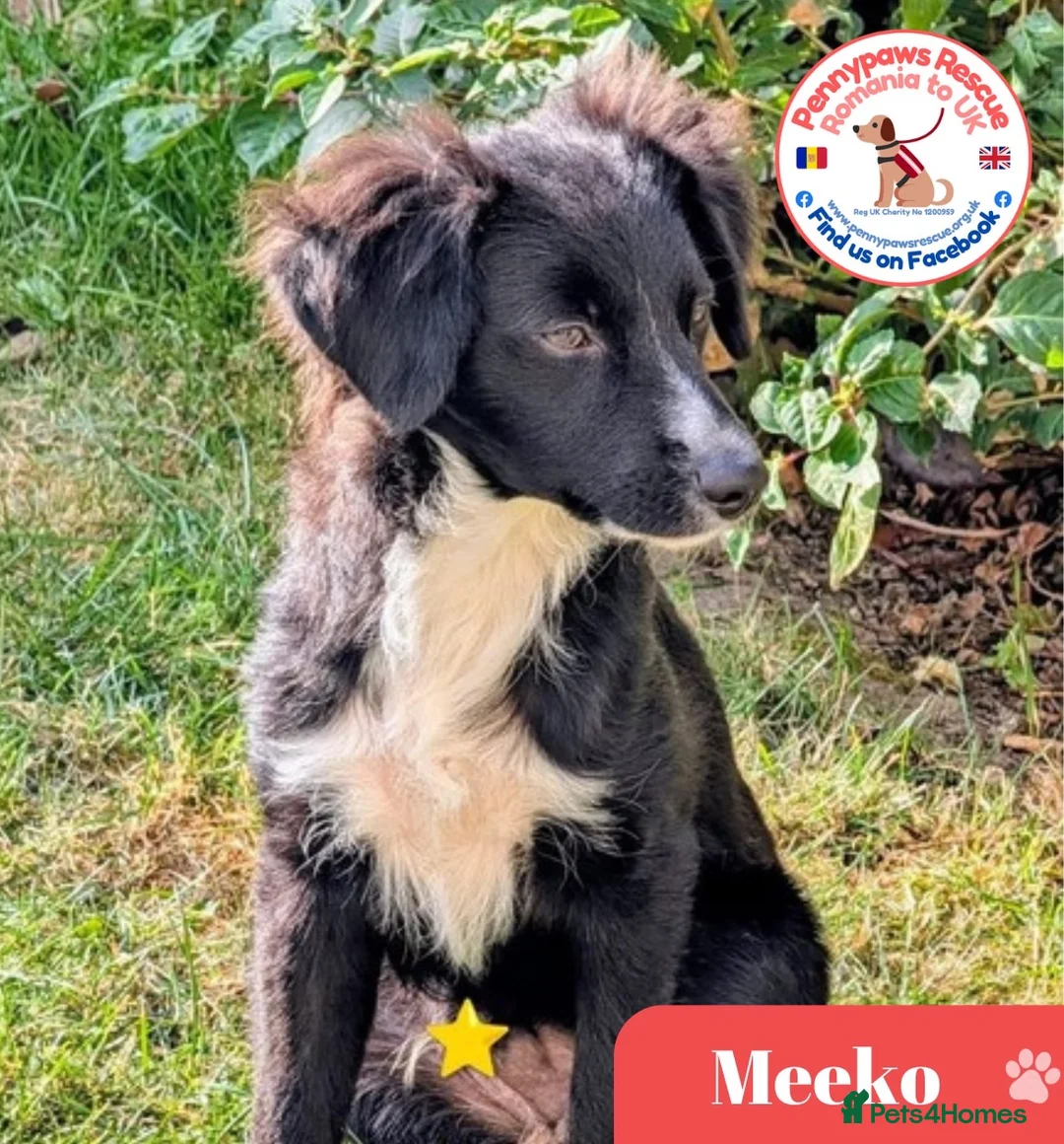 Mixed Breed dogs for adoption: Meeko - Advert 1