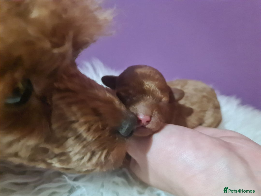 Toy Poodle dogs for sale: Beautiful toy poodle  - Advert 21