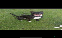 Mixed Breed dogs for sale: Staffies X pocket bully’s  - Image 7