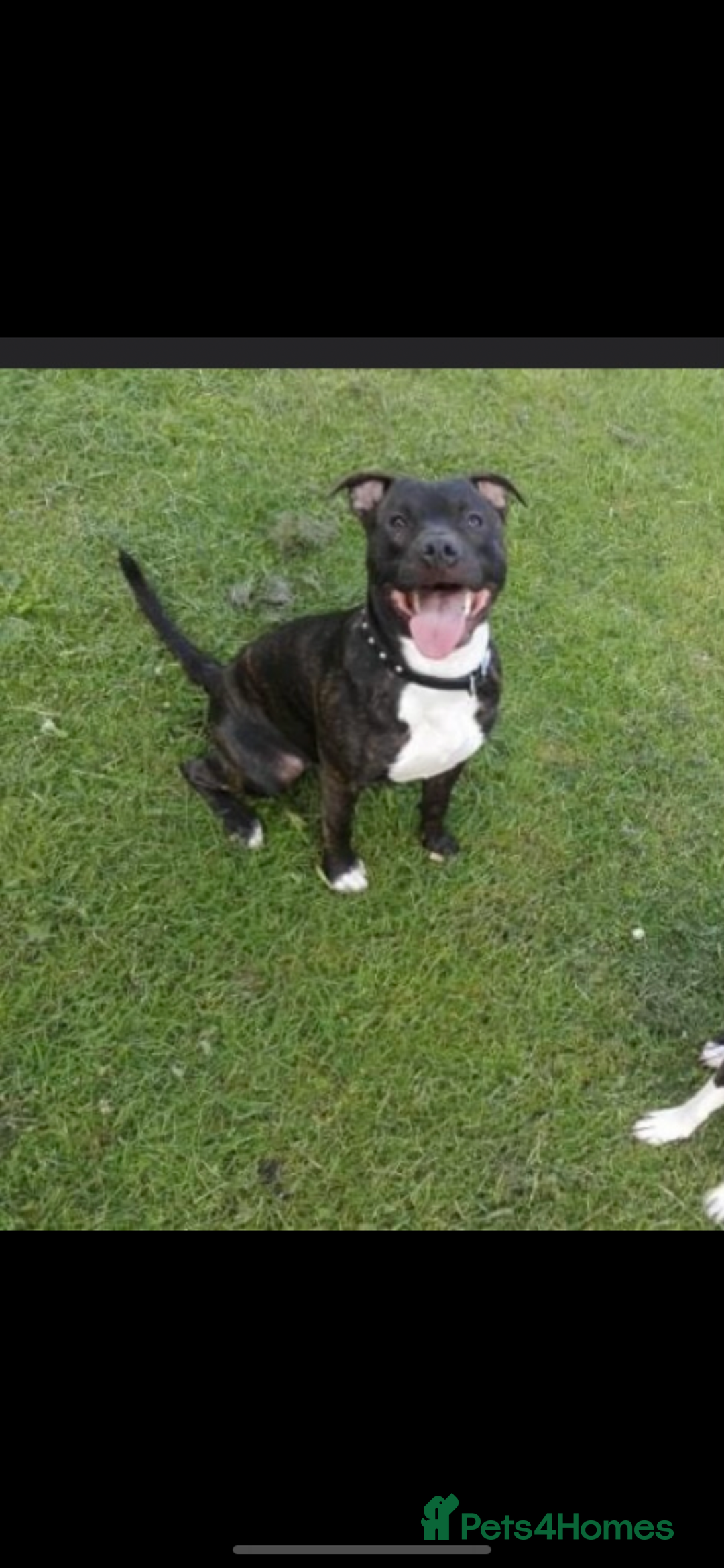 Mixed Breed dogs for sale: Staffies X pocket bully’s  - Image 7