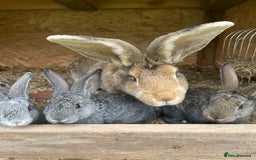 Continental Giant rabbits for sale: Rabbits for sale very nice  - Image 1