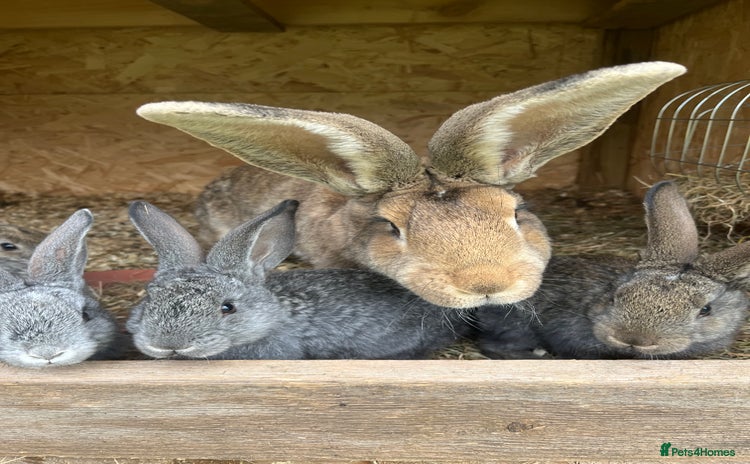 Continental Giant rabbits - Advert 6