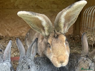 Continental Giant rabbits - Advert 9
