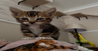 Bengal cats - Advert 9