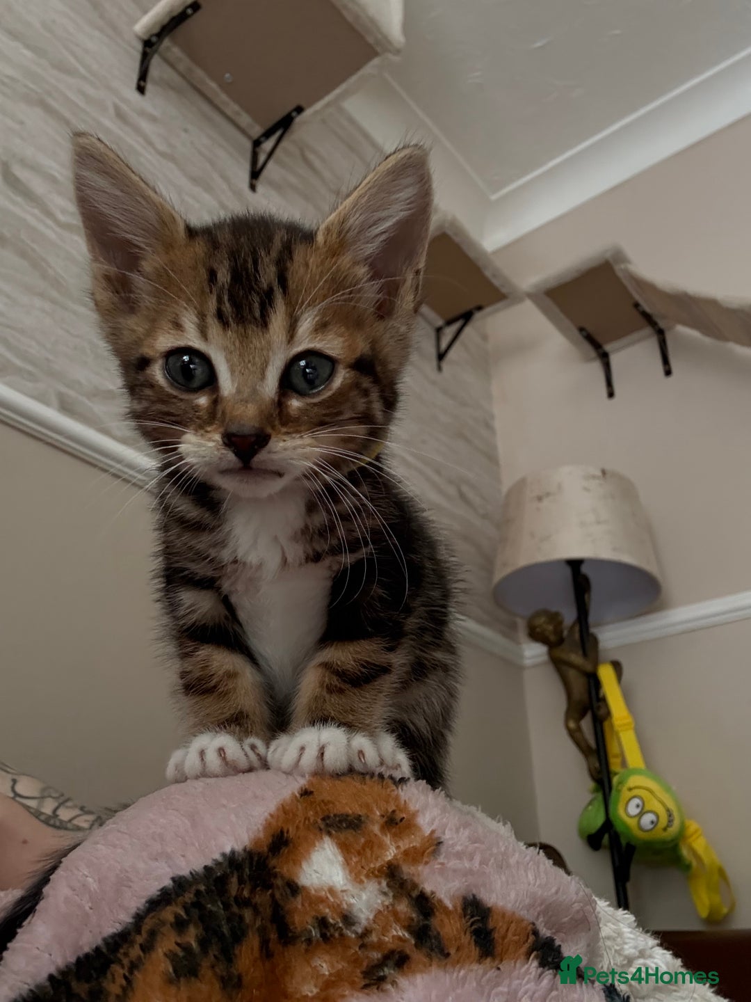 Bengal cats for sale: Half-Bengal Female Kitten - Image 2