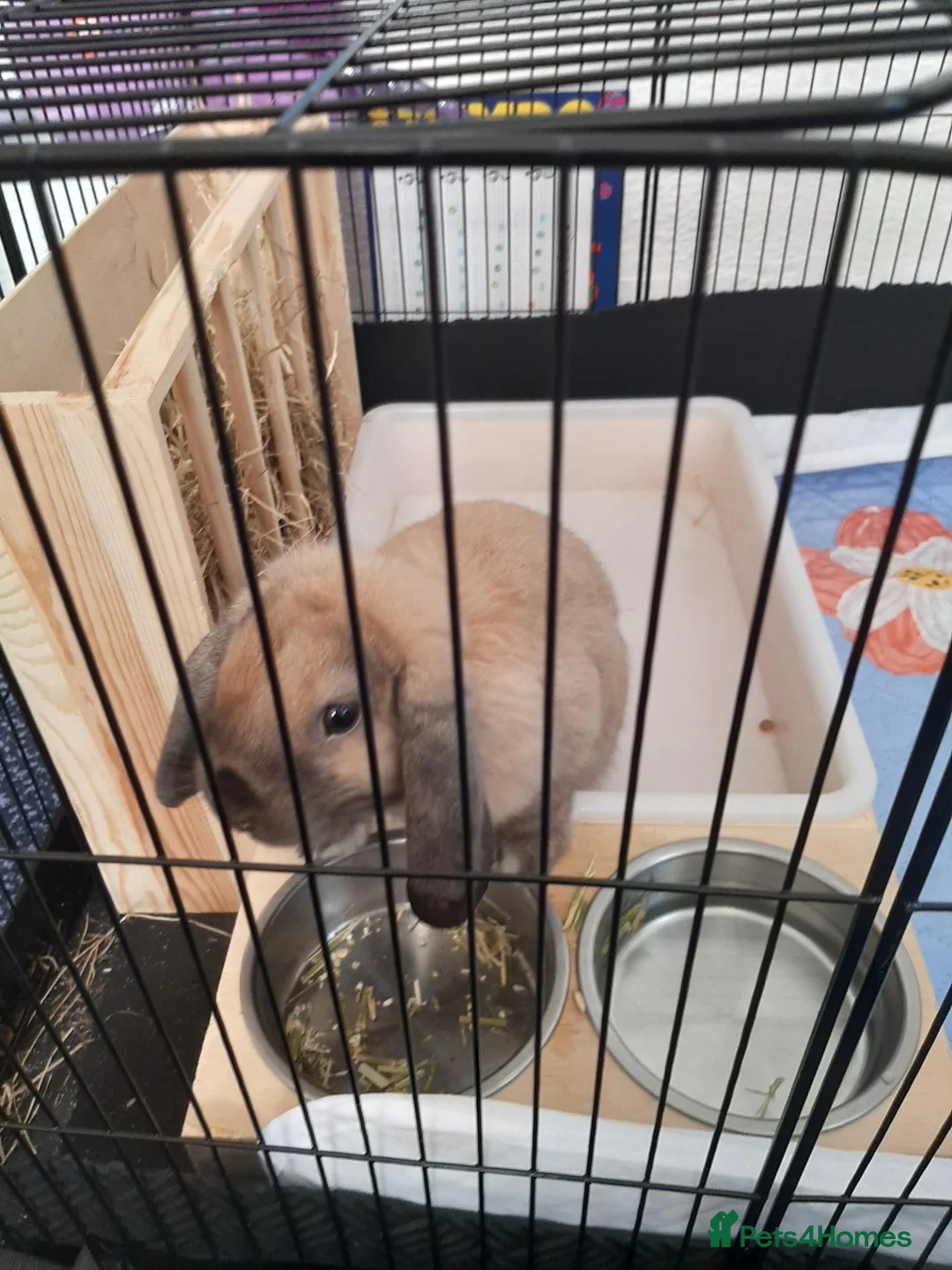 Dwarf Lop rabbits for sale: Rabbit 🐇  - Advert 11