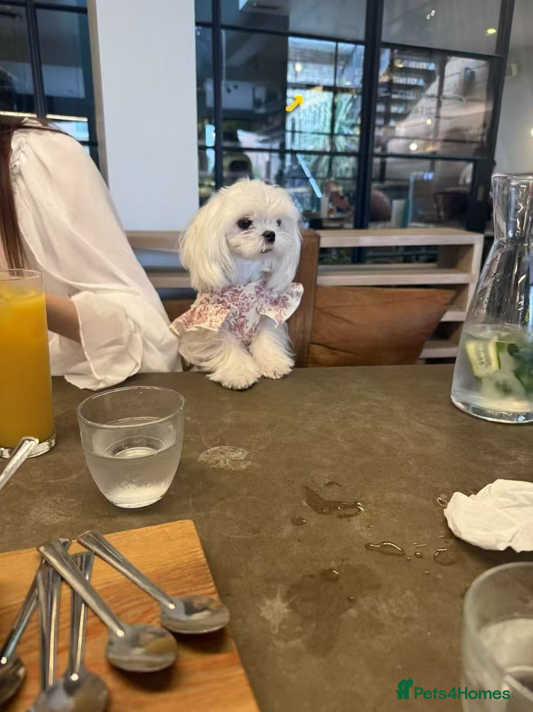 Maltese dogs for sale: UK 100% tinny Korean Maltese - Advert 5