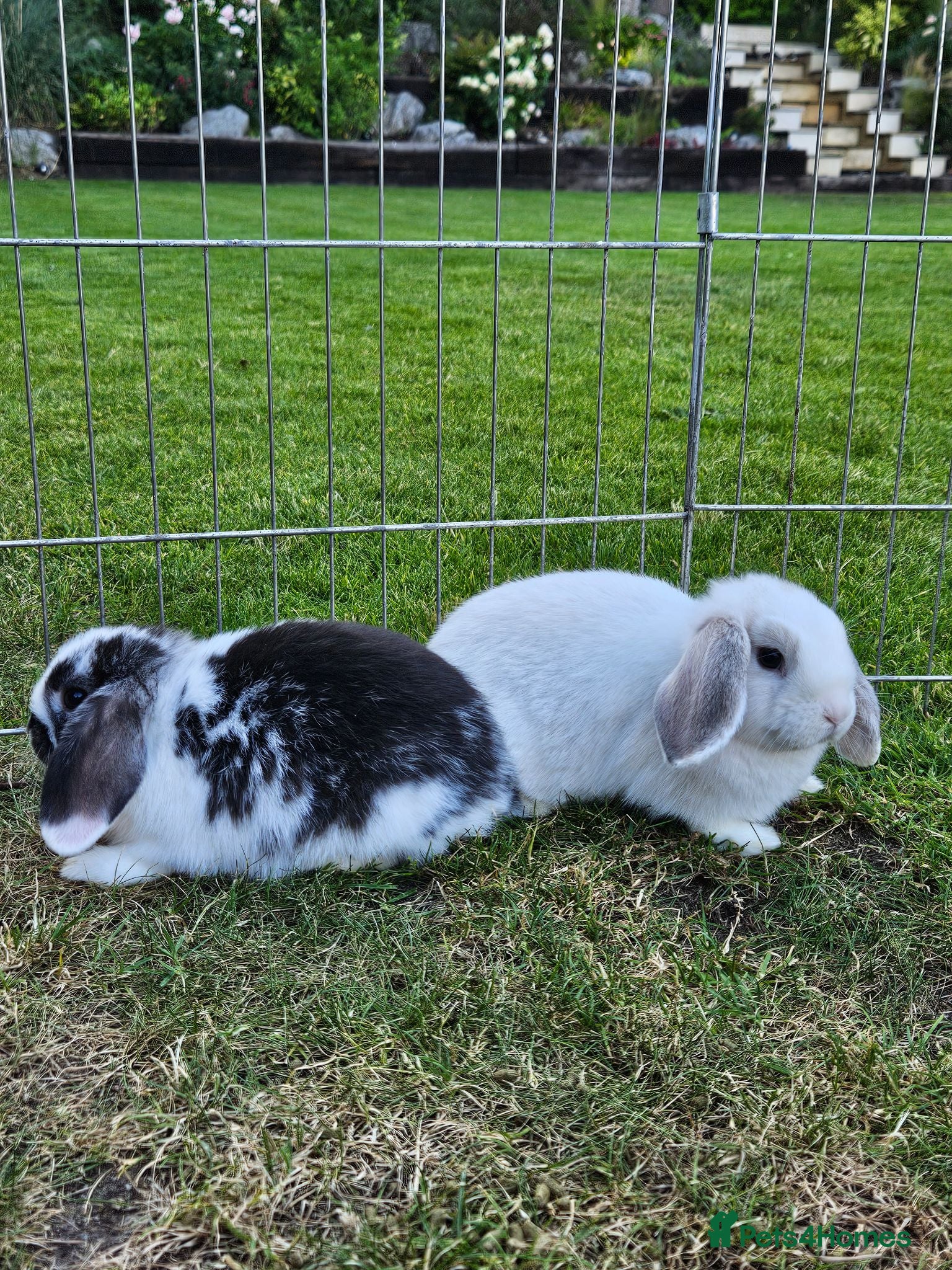 Mini Lop rabbits Gorgoeus mini lop baby rabbits - Advert 1