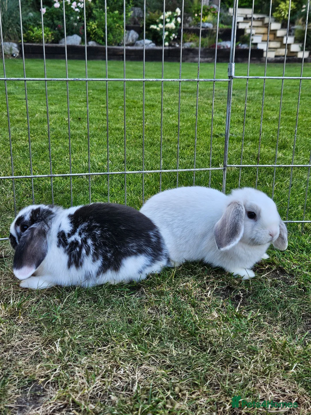 Mini Lop rabbits for sale: Gorgoeus mini lop baby rabbits - Advert 1