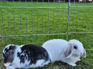 Mini Lop rabbits Gorgoeus mini lop baby rabbits - Advert 1