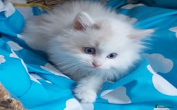 Ragdoll cats for sale: RAGDOLLS BICOLOUR BOY GIRLS BLUE EYES READY NOW  - Advert 21