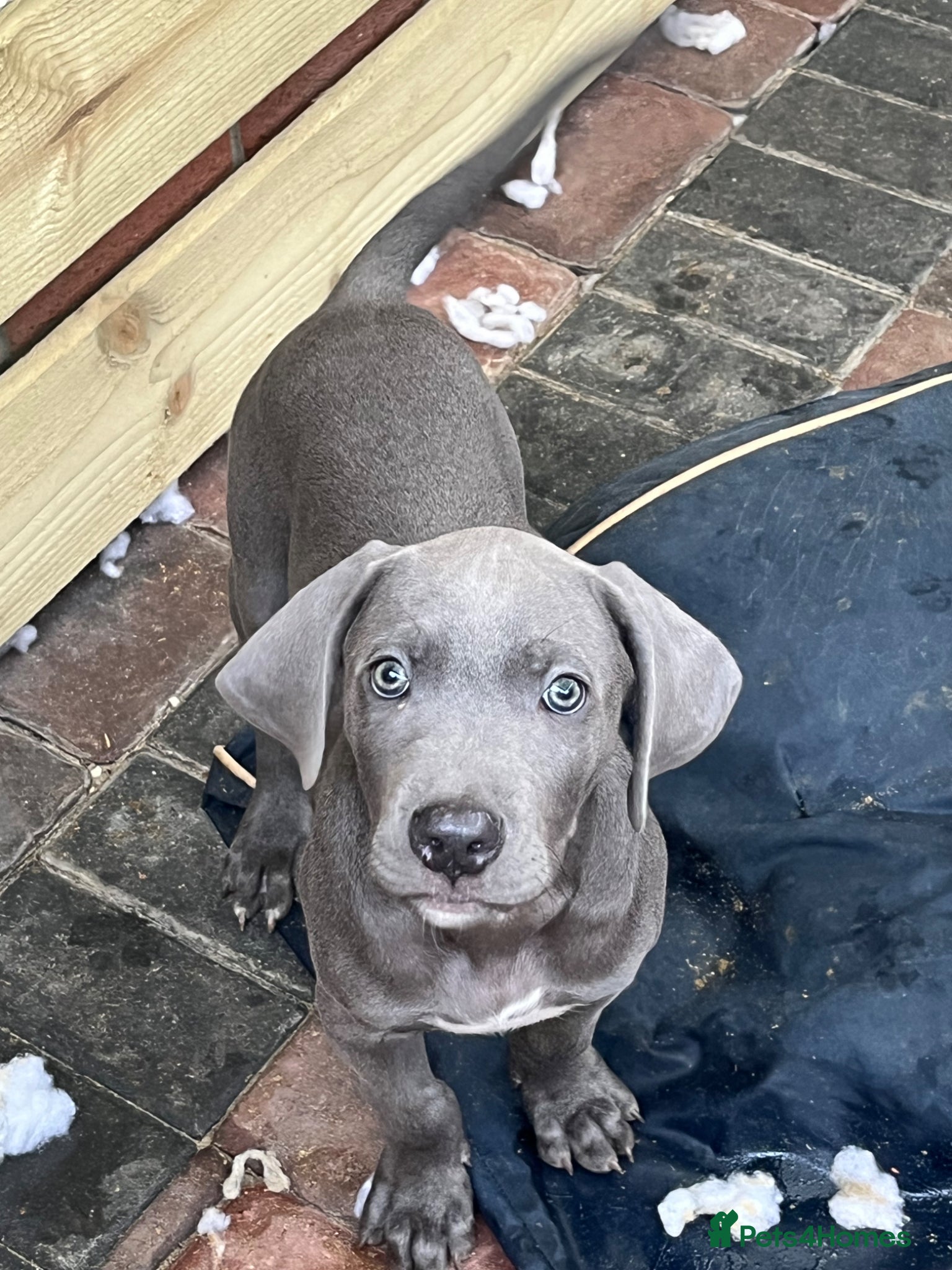 Cane Corso dogs for sale: Cane corso pups, 4 girls 2 boys, black and grey - Advert 4