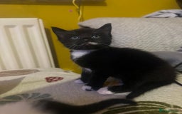 Mixed Breed cats for sale: Fluffy kittens - Image 17