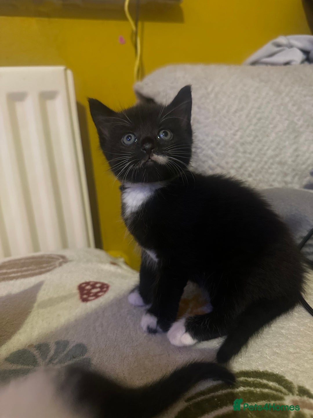 Mixed Breed cats for sale: Fluffy kittens - Image 17