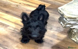 Scottish Terrier dogs for sale: ABSOLUTE CUTENESS Scottish Terrier!! - Image 9