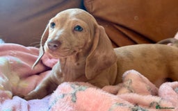 Miniature Dachshund dogs for sale: READY TO LEAVE Rainbow KC Reg Miniature Dachshunds - Image 1