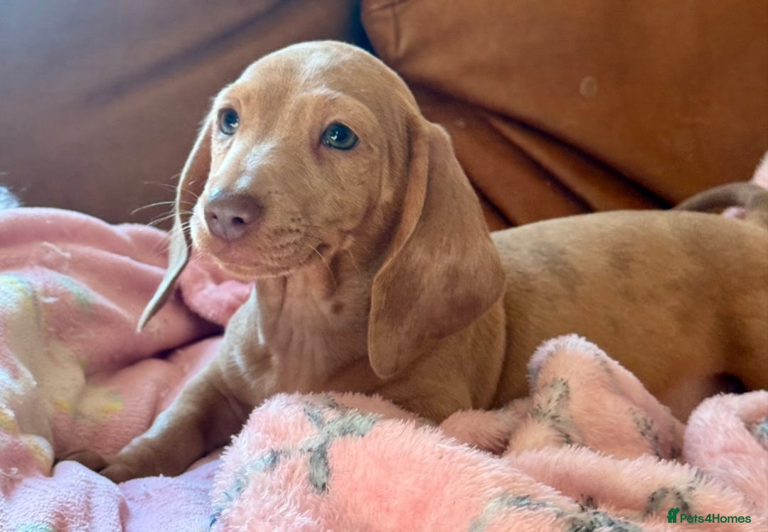 Miniature Dachshund dogs for sale: READY TO LEAVE Rainbow KC Reg Miniature Dachshunds - Image 1