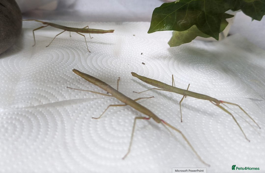 Stick Insects invertebrates for sale: 5 x Indian Stick Insects - Advert 1