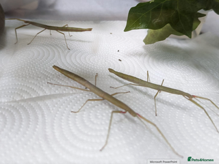Stick Insects invertebrates 5 x Indian Stick Insects - Advert 3
