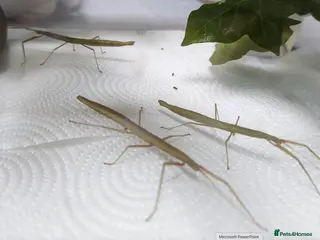 Stick Insects invertebrates 5 x Indian Stick Insects - Advert 12