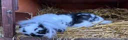 Mini Lion Lop rabbits for sale: Lionhead lion male  - Advert 6