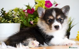 Welsh Corgi Pembroke dogs for sale: Welsh Corgi (Pembroke) - Image 4