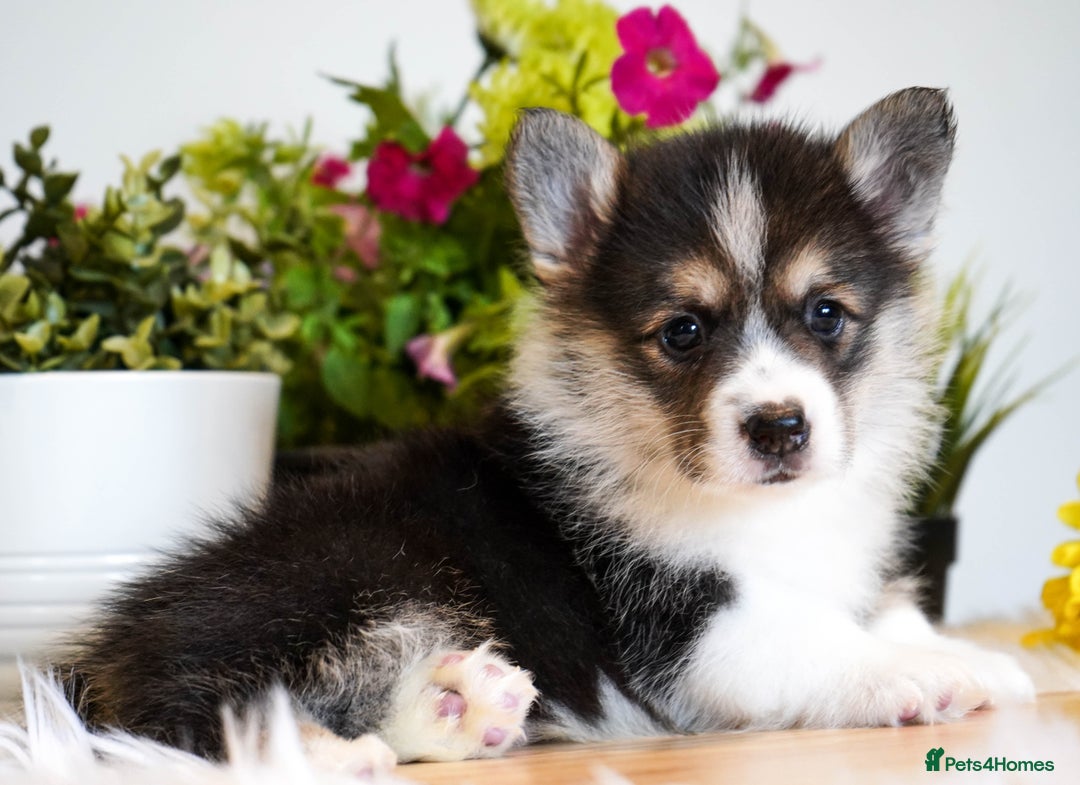 Welsh Corgi Pembroke dogs for sale: Welsh Corgi (Pembroke) - Image 4