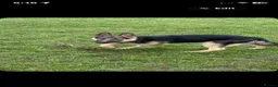 German Shepherd dogs for sale: Male German Shepherd reggie - Advert 10