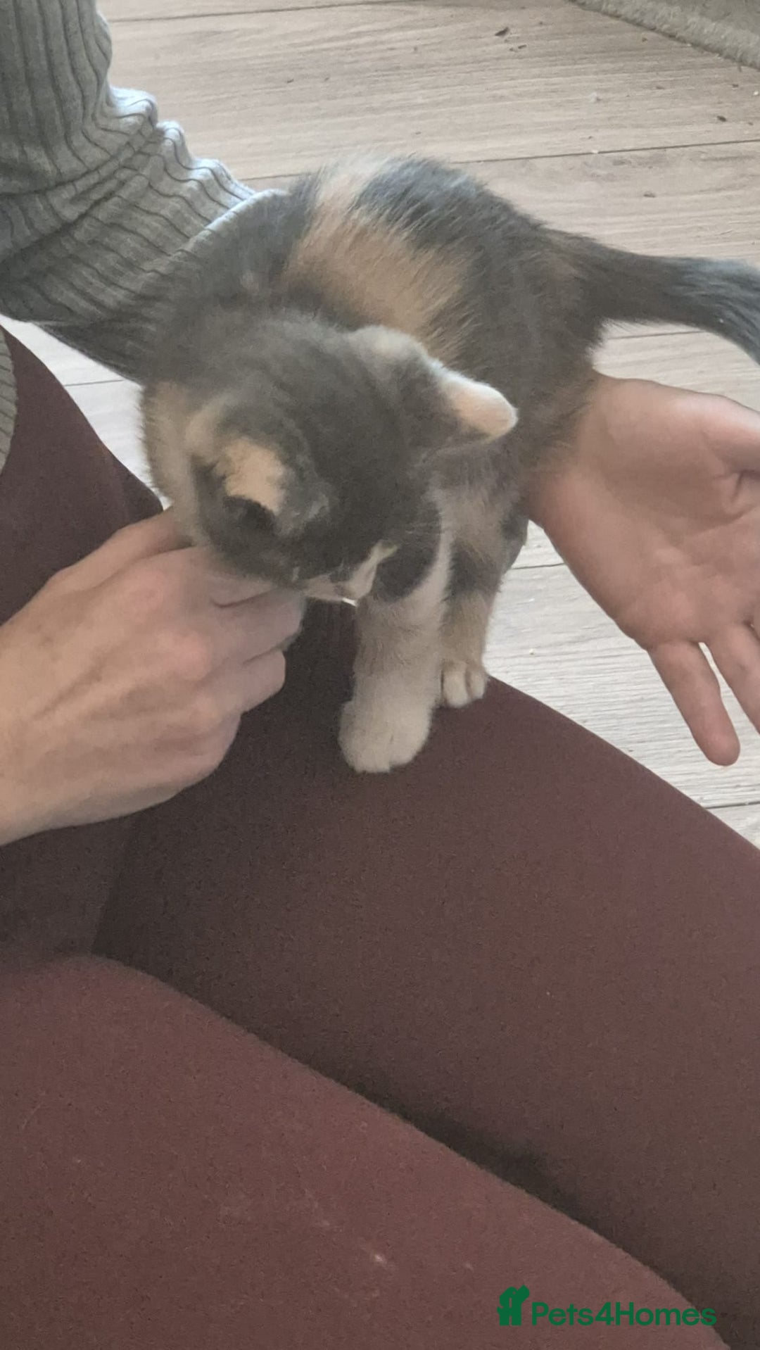 British Shorthair cats for sale: Beautiful loving kittens  - Image 18
