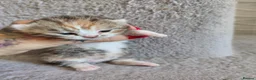 Munchkin cats for sale: Beautiful girls  - Advert 6
