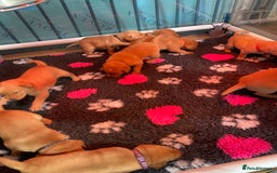 Labrador Retriever dogs for sale: KC Reg Stunning Litter from working parents - Image 3