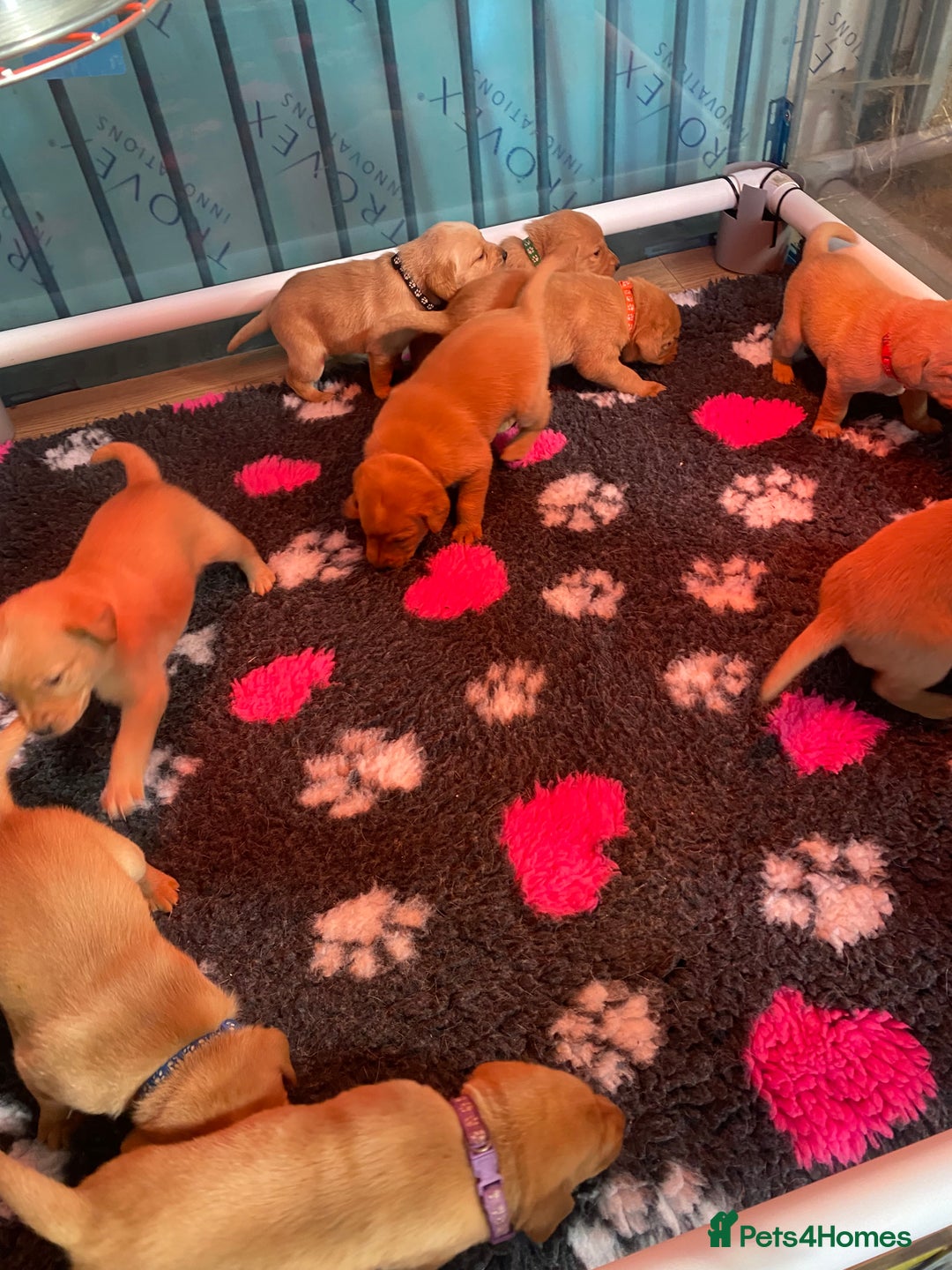 Labrador Retriever dogs for sale: KC Reg Stunning Litter from working parents - Image 3