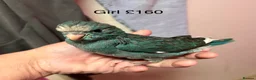 Parakeets birds for sale: Hand reared and hand tame Kakariki - Advert 2
