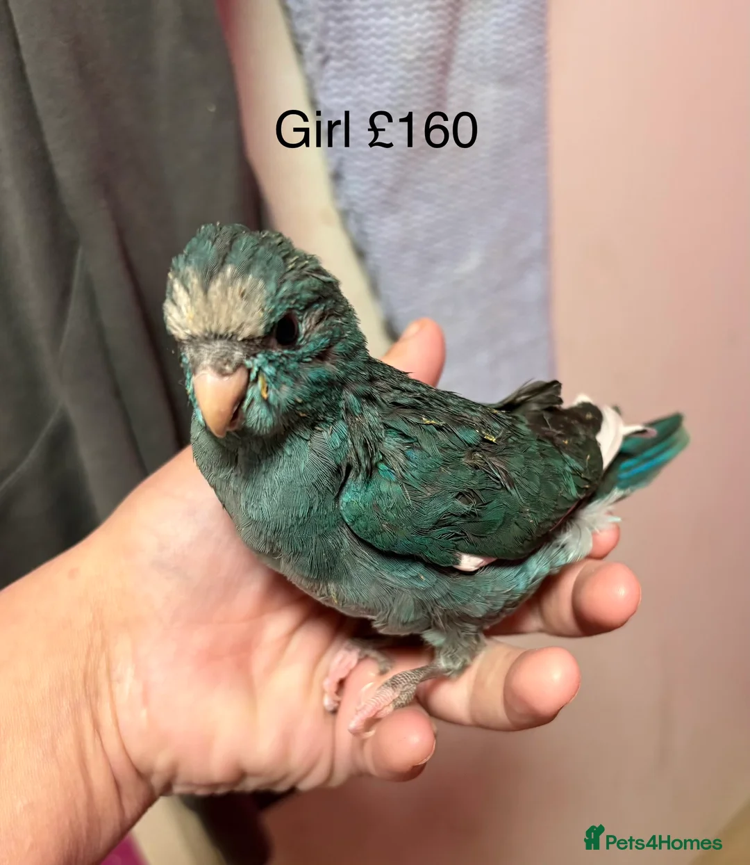 Parakeets birds for sale: Hand reared and hand tame Kakariki - Advert 2