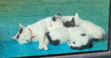 Mixed Breed cats - Advert 6