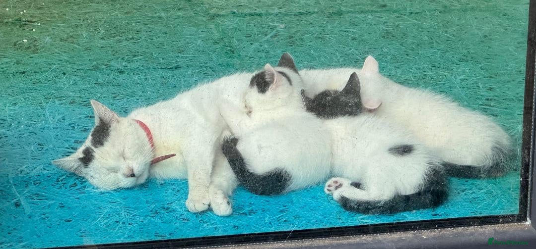 Mixed Breed cats for sale: 3 Beautiful Kittens - Image 2