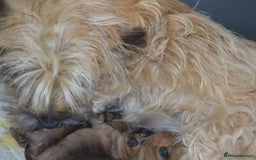 Cairn Terrier dogs for sale: GORGEOUS CAIRN TERRIER PUPPYS - Image 12