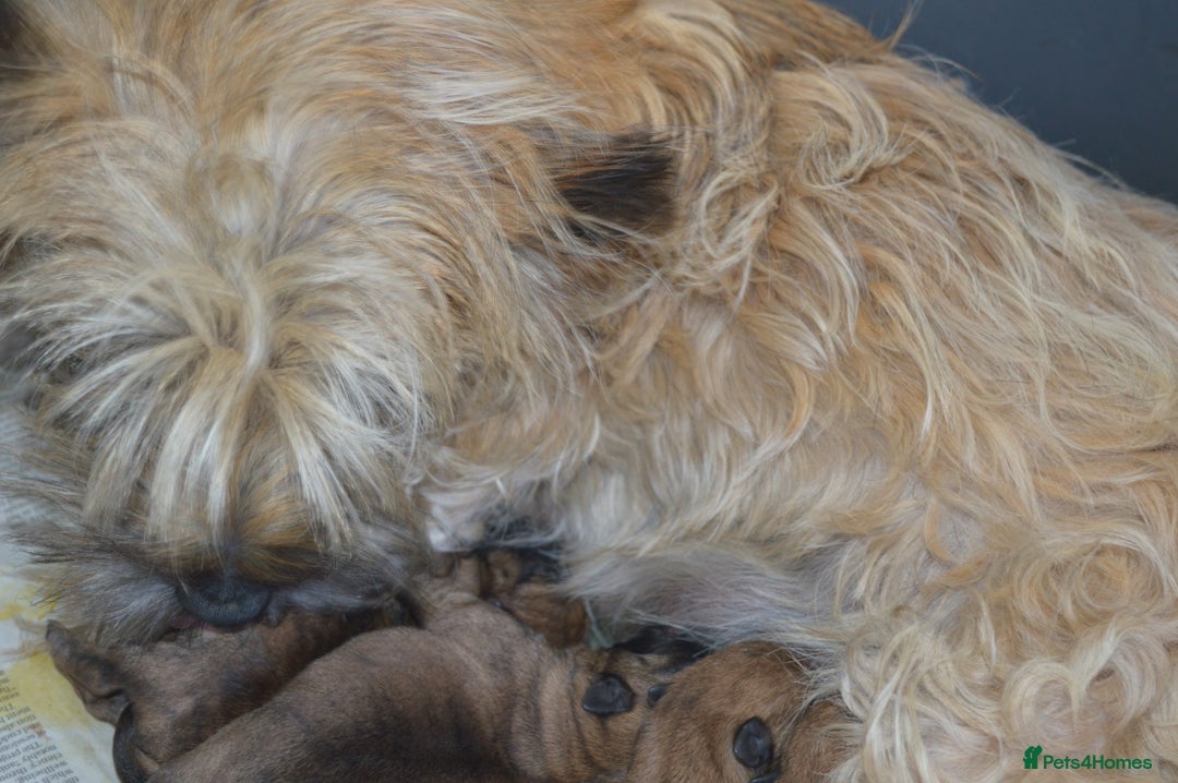 Cairn Terrier dogs for sale: GORGEOUS CAIRN TERRIER PUPPYS - Image 12