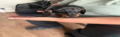 Miniature Dachshund Puppy 1