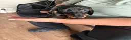 Miniature Dachshund dogs for sale: £700 KC registered and fully vaccinated  - Advert 4