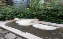 Ducks poultry for sale: Point of Lay Cherry Valley Ducks For Sale - Image 1