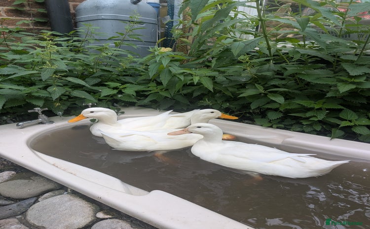 Ducks poultry - Advert 2