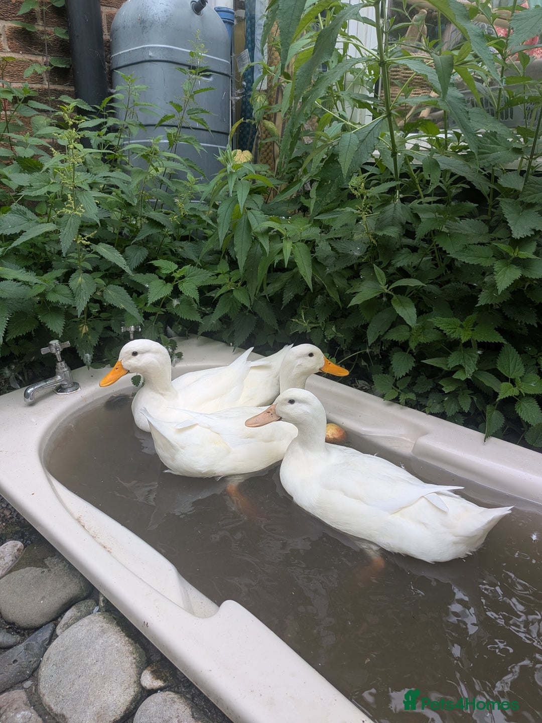 Ducks poultry for sale: Point of Lay Cherry Valley Ducks For Sale - Image 1