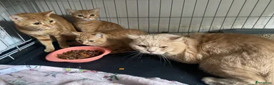 British Shorthair 2