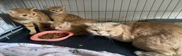 British Shorthair cats for sale: British shorthair kittens ginger  - Advert 2