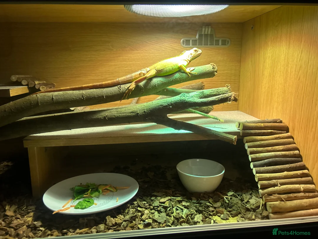 Iguana reptiles for sale: Baby Green iguana  - Advert 3