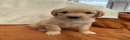 Golden Retriever dogs for sale: KC Registered Golden Retriever Puppies  in Tenterden - Advert 18