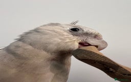 Cockatiels birds for sale: Extremely tame female pearl cockatiel  - Image 4