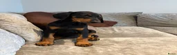 Dobermann dogs for sale: Champion and working lines KC Doberman litter - Advert 3